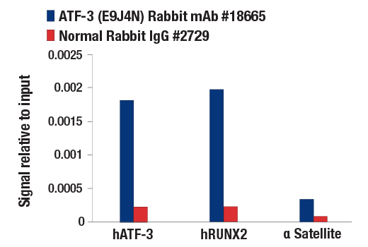 Chromatin Immunoprecipitation Image 1: ATF-3 (E9J4N) Rabbit Monoclonal Antibody