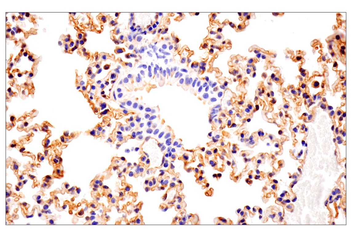Immunohistochemistry Image 7: Numb (F2P3P) Rabbit Monoclonal Antibody