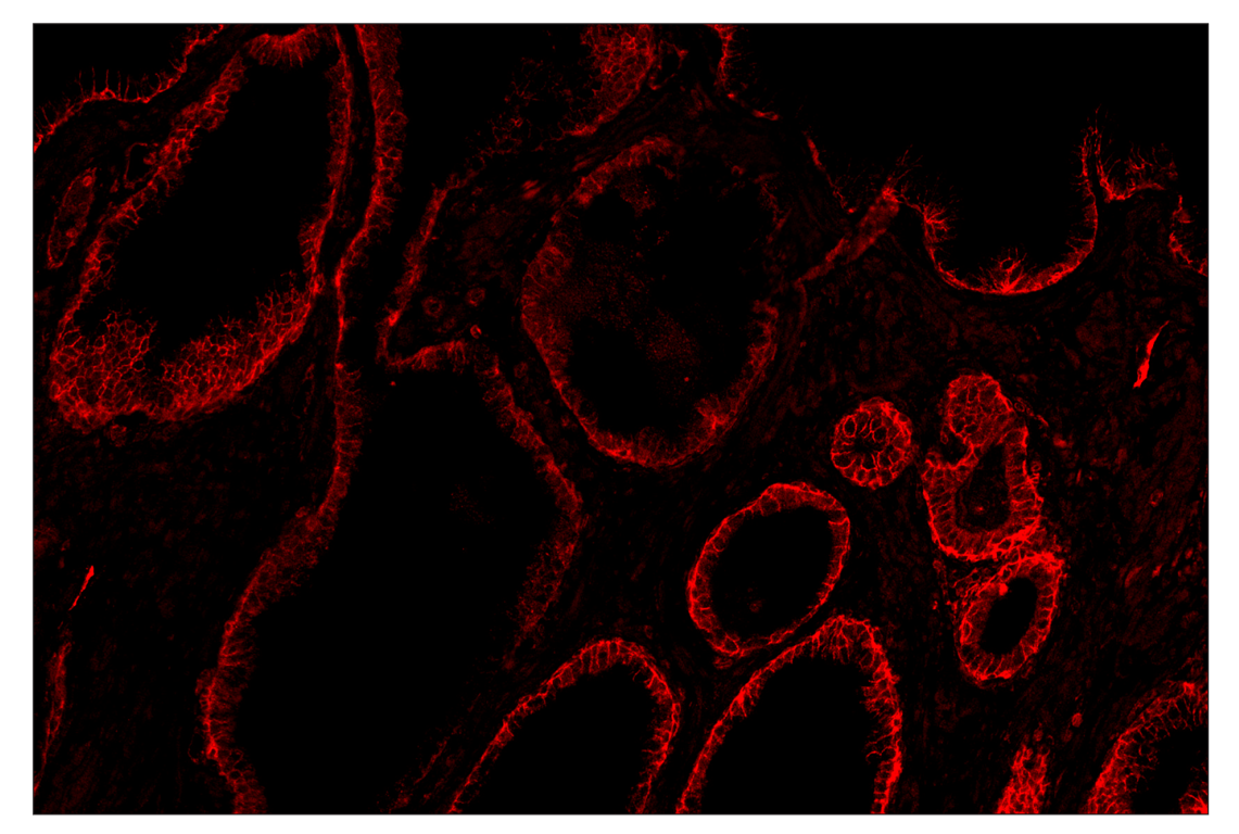 Immunohistochemistry Image 3: CD40 (D8W3N) & CO-0115-750 SignalStar<sup>™</sup> Oligo-Antibody Pair