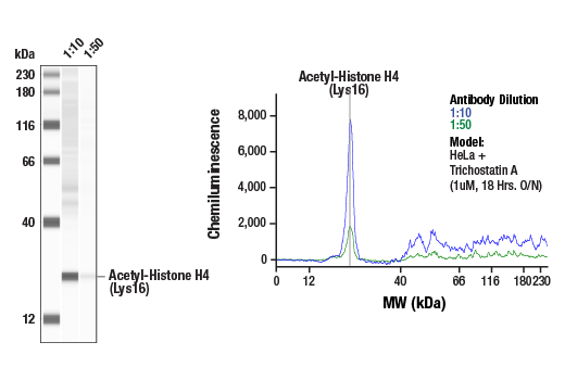 Western Blotting Image 1: Acetyl-Histone H4 (Lys16) (E2B8W) Rabbit Monoclonal Antibody