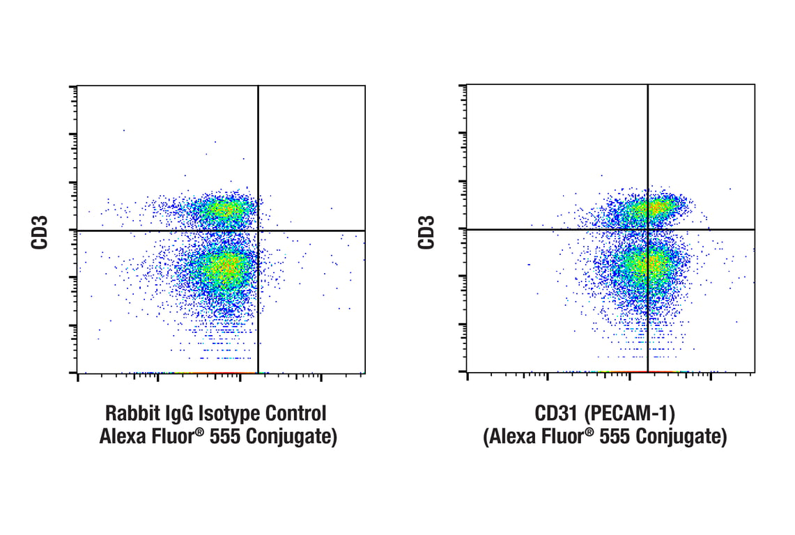 CD31 (PECAM-1) (F2N3M) Rabbit Monoclonal Antibody (Alexa Fluor