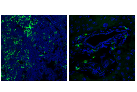 Immunofluorescence Image 1: CD11c (D1V9Y) Rabbit Monoclonal Antibody (BSA and Azide Free)