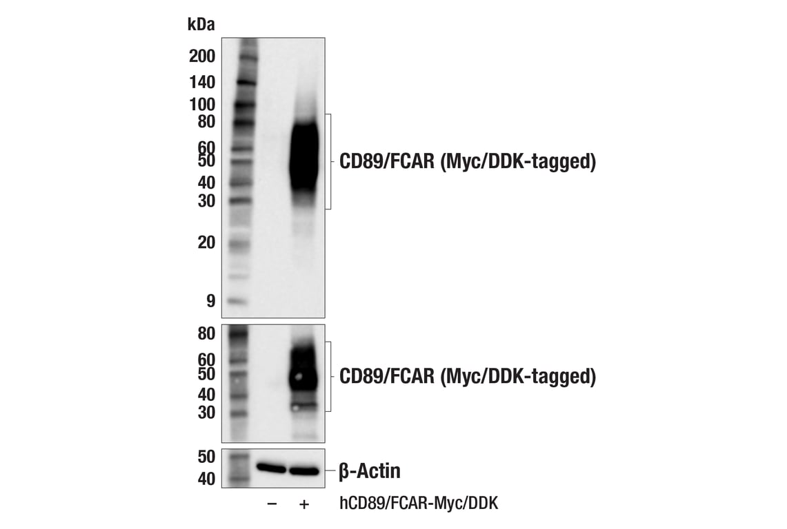 Western Blotting Image 2: CD89/FCAR (F1T9J) Rabbit Monoclonal Antibody