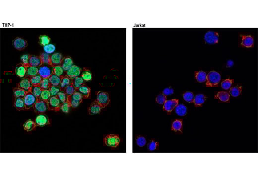 Immunofluorescence Image 1: C/EBP alpha (D56F10) Rabbit Monoclonal Antibody (BSA and Azide Free)