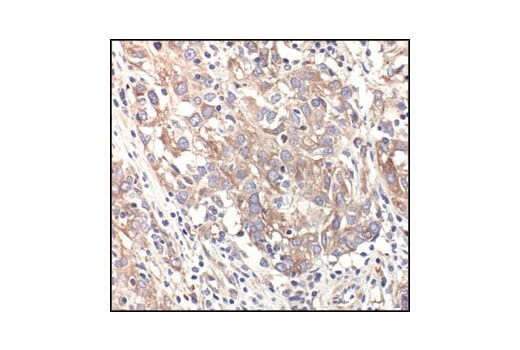 Immunohistochemistry Image 1: alpha-Tubulin Antibody