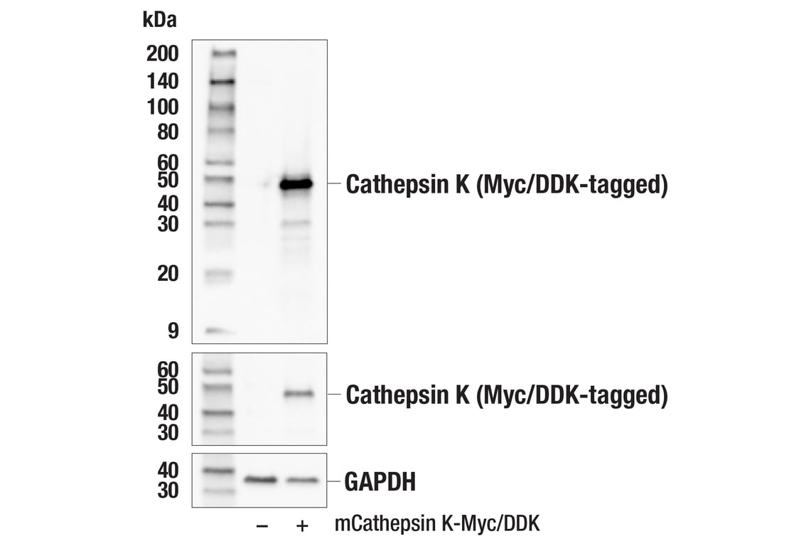 Western Blotting Image 2: Cathepsin K (E7U5N) Rabbit Monoclonal Antibody