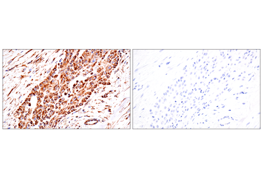 Immunohistochemistry Image 10: TSPO (D1N7Z) Rabbit Monoclonal Antibody