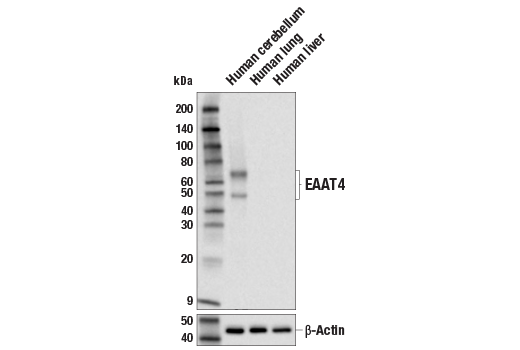 Western Blotting Image 3: EAAT4 (E6E9I) Rabbit Monoclonal Antibody