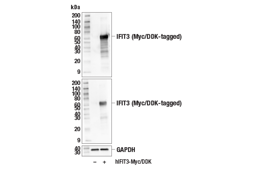 Western Blotting Image 2: IFIT3 (E8G5Y) Rabbit Monoclonal Antibody