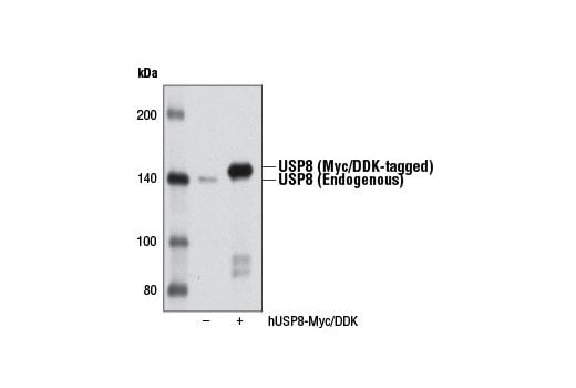 Western Blotting Image 2: USP8 (D18F6) Rabbit Monoclonal Antibody