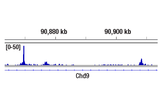CUT & RUN Image 2: Glucocorticoid Receptor (D6H2L) Rabbit Monoclonal Antibody