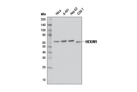 Western Blotting Image 1: HEXIM1 (D5Y5K) Rabbit mAb