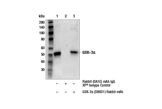 Immunoprecipitation Image 1: GSK-3 alpha (D80D1) Rabbit Monoclonal Antibody