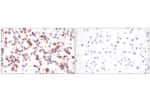 Immunohistochemistry Image 9: FcRn (E9J8W) Rabbit Monoclonal Antibody (BSA and Azide Free)