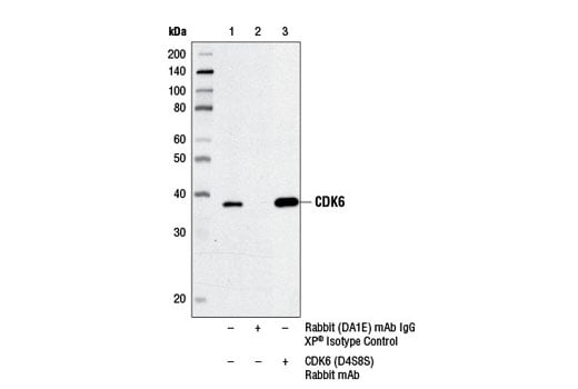 Immunoprecipitation Image 1: CDK6 (D4S8S) Rabbit Monoclonal Antibody