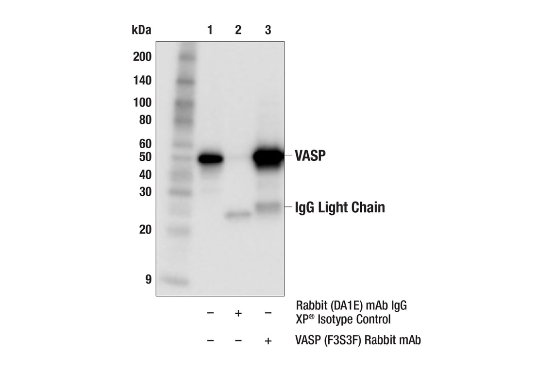 Immunoprecipitation Image 1: VASP (F3S3F) Rabbit Monoclonal Antibody