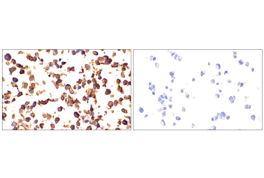 Immunohistochemistry Image 13: CD99 (PCB1) Mouse Monoclonal Antibody