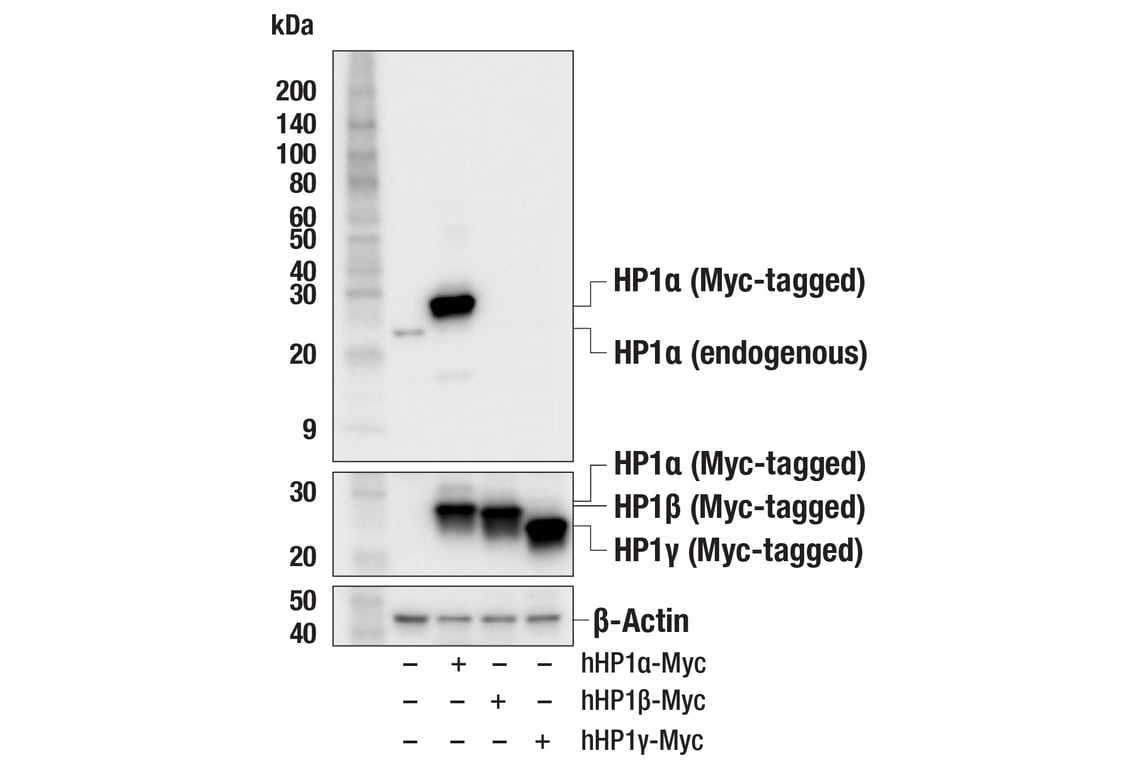 Western Blotting Image 3: HP1 alpha (F3K7M) Rabbit Monoclonal Antibody