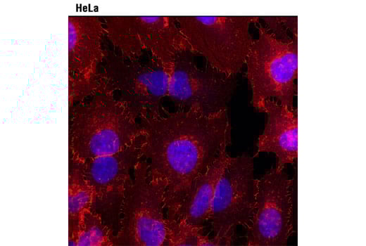 Immunofluorescence Image 1: Anti-mouse IgG (H+L), F(ab')<sub>2</sub> Fragment (Alexa Fluor<sup>®</sup> 594 Conjugate)