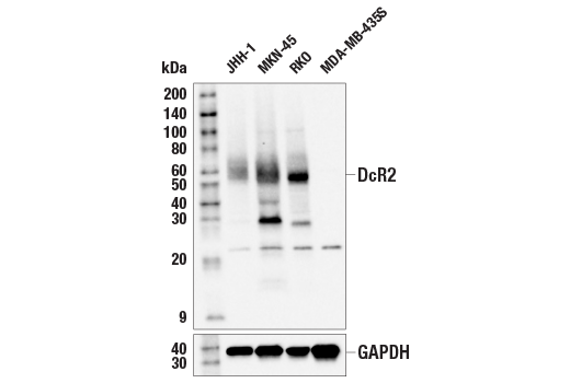 Western Blotting Image 2: DcR2 (E5X3W) Rabbit Monoclonal Antibody