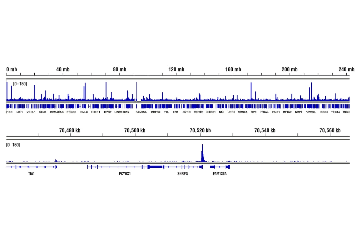 CUT & RUN Image 2: Brn2/POU3F2 (D2C1L) Rabbit Monoclonal Antibody