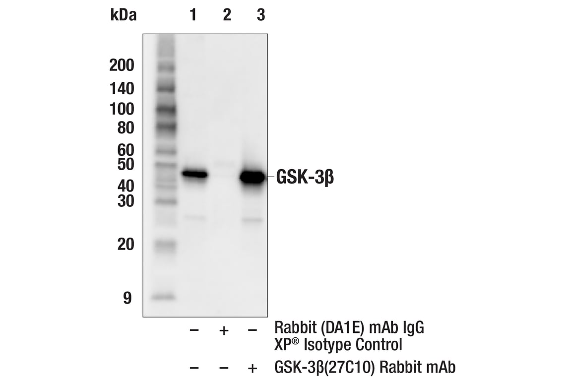 Immunoprecipitation Image 1: GSK-3 beta (27C10) Rabbit Monoclonal Antibody