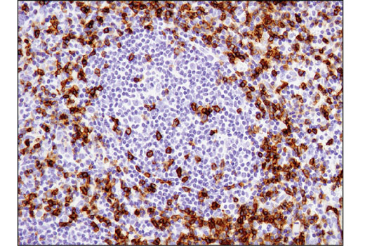 Immunohistochemistry Image 2: CD45RO (UCHL1) Mouse Monoclonal Antibody