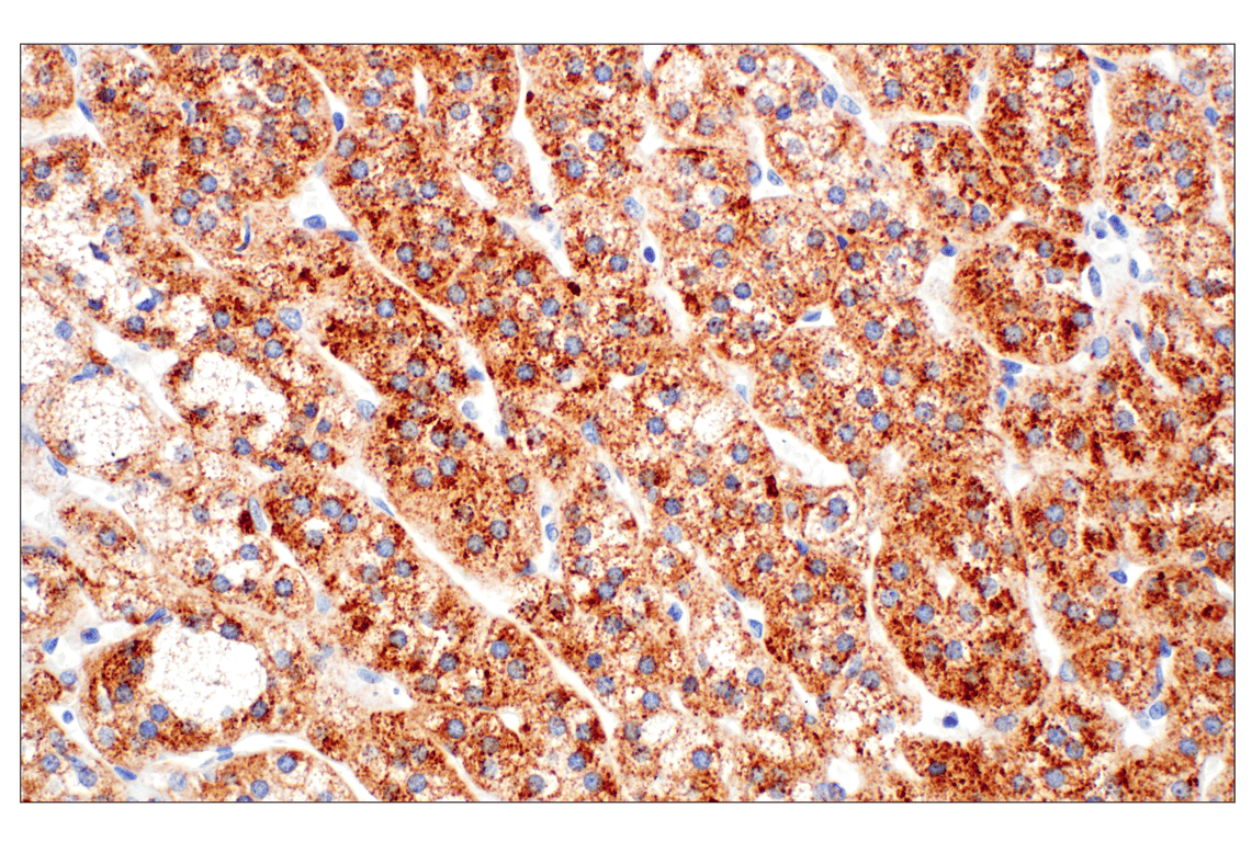 Immunohistochemistry Image 5: TMEM106B (E7H7Z) Rabbit Monoclonal Antibody