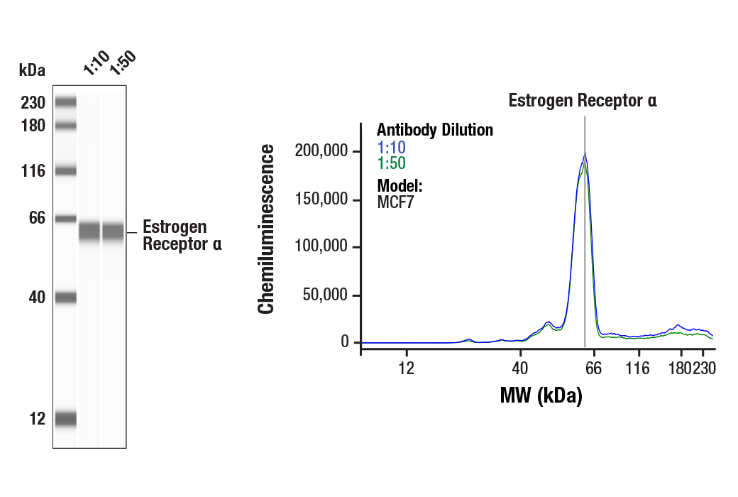 Western Blotting Image 1: Estrogen Receptor alpha (D8H8) Rabbit Monoclonal Antibody