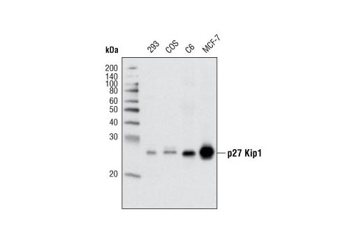 Western Blotting Image 2: p27 Kip1 (D69C12) Rabbit Monoclonal Antibody (BSA and Azide Free)