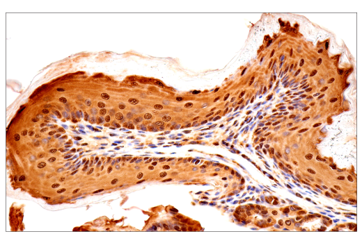 Immunohistochemistry Image 10: Ubiquitin (E6K4Y) Rabbit Monoclonal Antibody