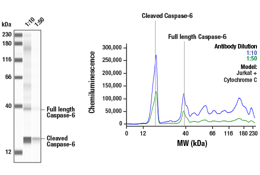 Western Blotting Image 1: Caspase-6 Antibody