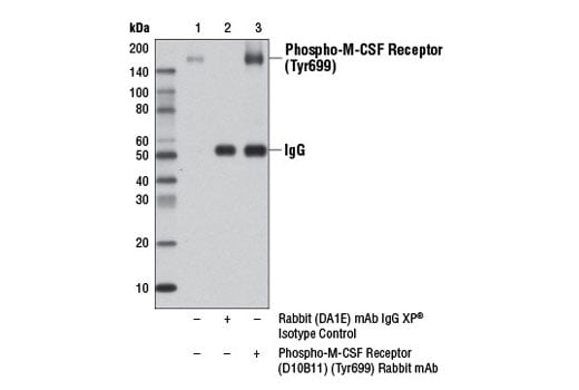 Western Blotting Image 2: Phospho-CSF-1R/M-CSF-R (Tyr699) (D10B11) Rabbit mAb