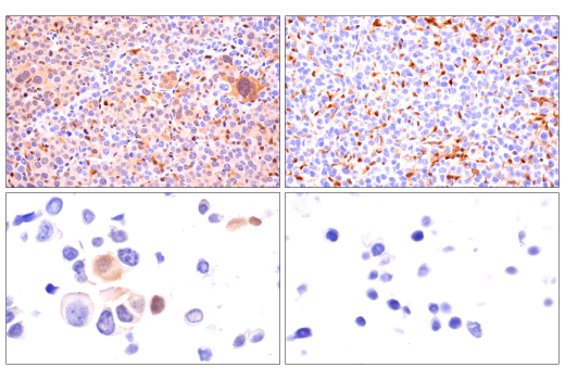 ASC/TMS1 (D2W8U) Rabbit mAb (BSA and Azide Free) | Cell