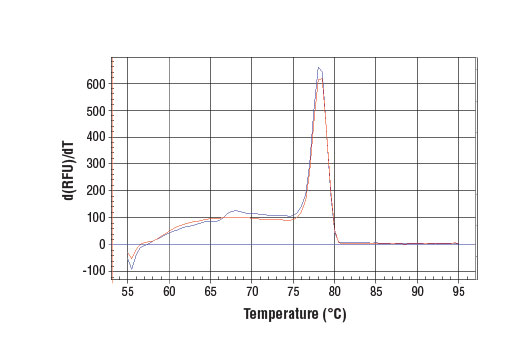 Chromatin Immunoprecipitation Image 1: SimpleChIP<sup>®</sup> Human CTGF Upstream Primers