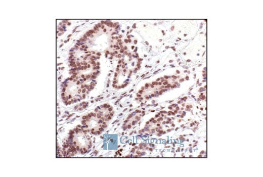 Immunohistochemistry Image 2: Histone H2A Antibody II