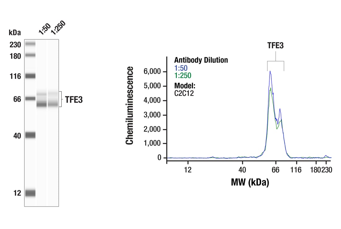Western Blotting Image 1: TFE3 (F3X8T) Rabbit Monoclonal Antibody