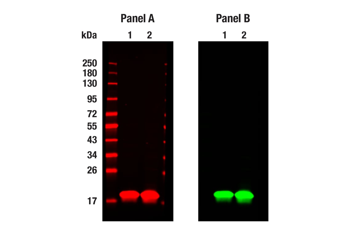Western Blotting Image 1: Histone H3 (96C10) Mouse Monoclonal Antibody