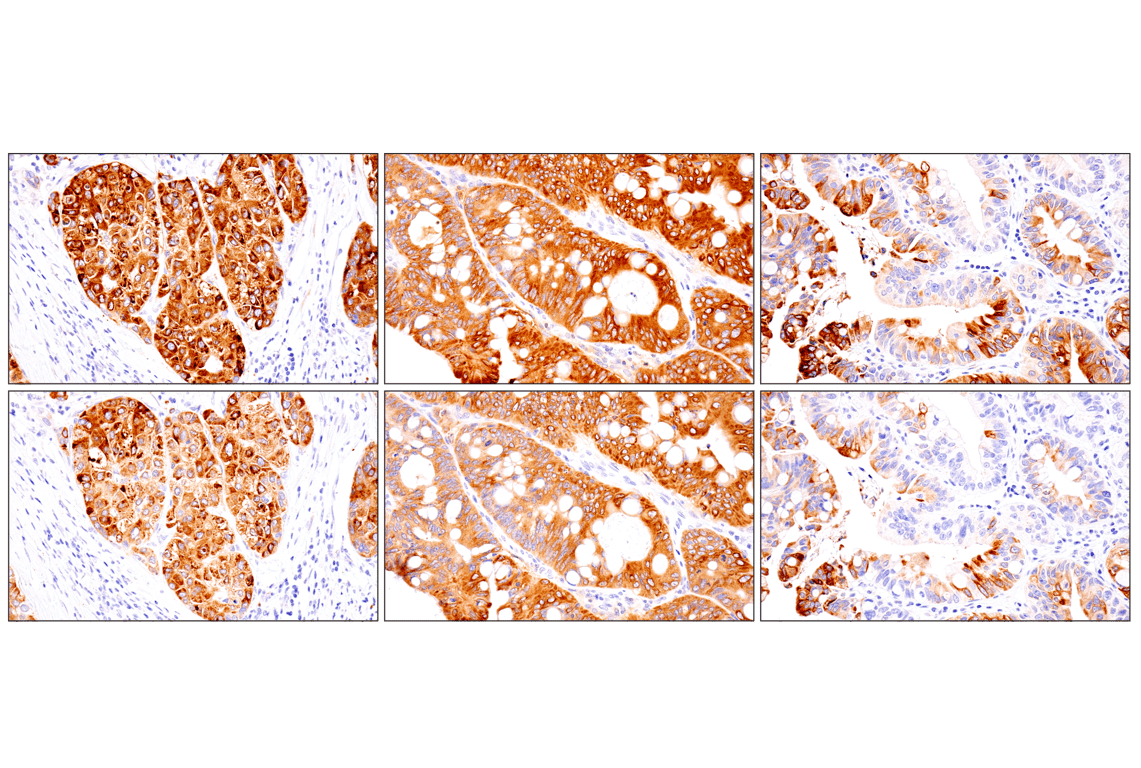 Immunohistochemistry Image 10: ENTPD5 (E5U3V) Rabbit Monoclonal Antibody