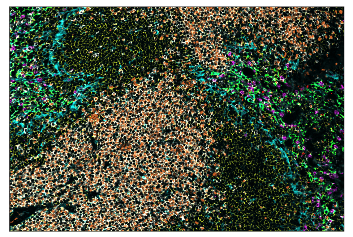 Immunohistochemistry Image 1: F4/80 (D2S9R) & CO-0042-594 SignalStar<sup>™</sup> Oligo-Antibody Pair