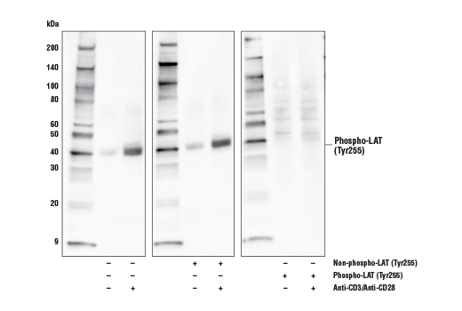 Western Blotting Image 2: Phospho-LAT (Tyr255) (E3K6B) Rabbit Monoclonal Antibody