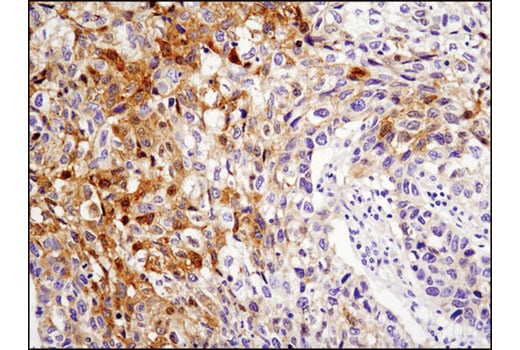 Immunohistochemistry Image 1: NDRG4 (D4A6) Rabbit Monoclonal Antibody