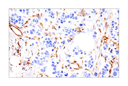 Immunohistochemistry Image 2: RIP3 (E7A7F) Rabbit Monoclonal Antibody