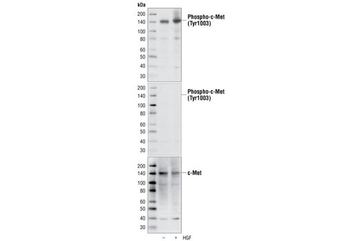 Western Blotting Image 1: Phospho-Met (Tyr1003) (13D11) Rabbit mAb