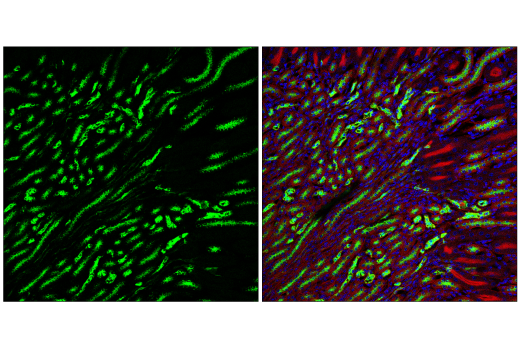 Immunofluorescence Image 1: Osteopontin/SPP1 (E9Z1D) Rabbit Monoclonal Antibody (BSA and Azide Free)