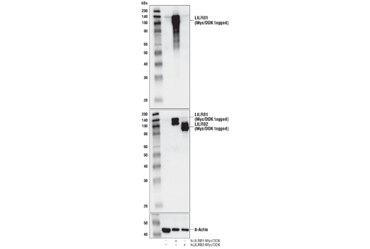 Western Blotting Image 3: LILRB1/CD85j (D4L8L) Rabbit Monoclonal Antibody