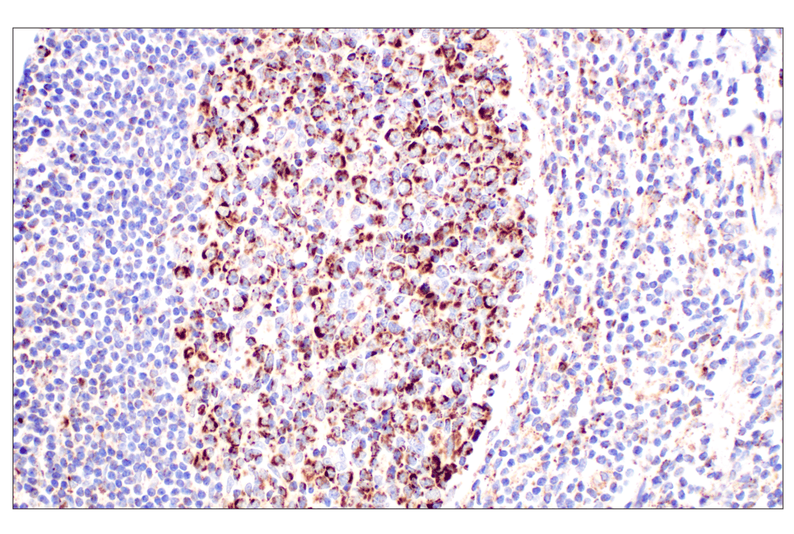 Immunohistochemistry Image 5: GOT2 (F4P3R) Rabbit Monoclonal Antibody