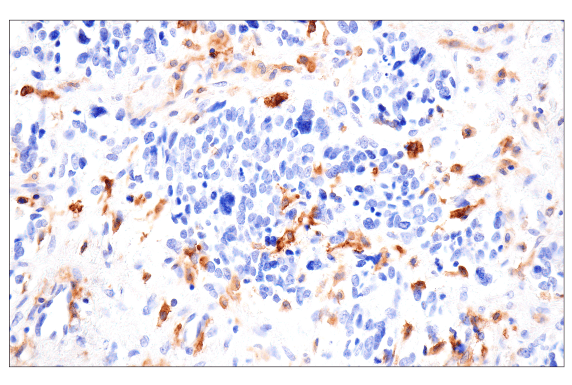 Immunohistochemistry Image 1: SLC40A1/Ferroportin-1 (F9U5S) Rabbit Monoclonal Antibody (BSA and Azide Free)