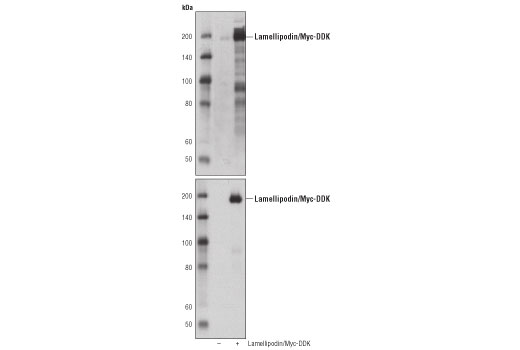 Western Blotting Image 3: Lamellipodin (D8A2K) Rabbit Monoclonal Antibody