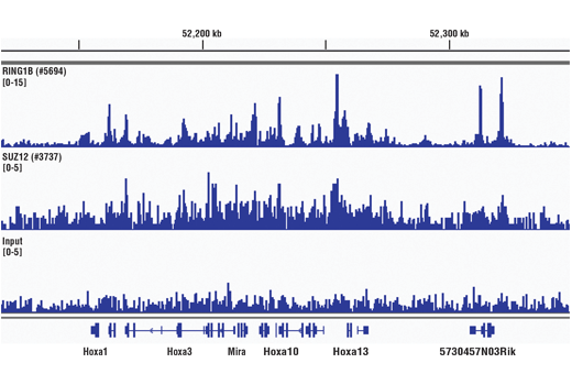 Chromatin Immunoprecipitation Image 6: SimpleChIP<sup>®</sup> Plus Sonication Chromatin IP Kit
